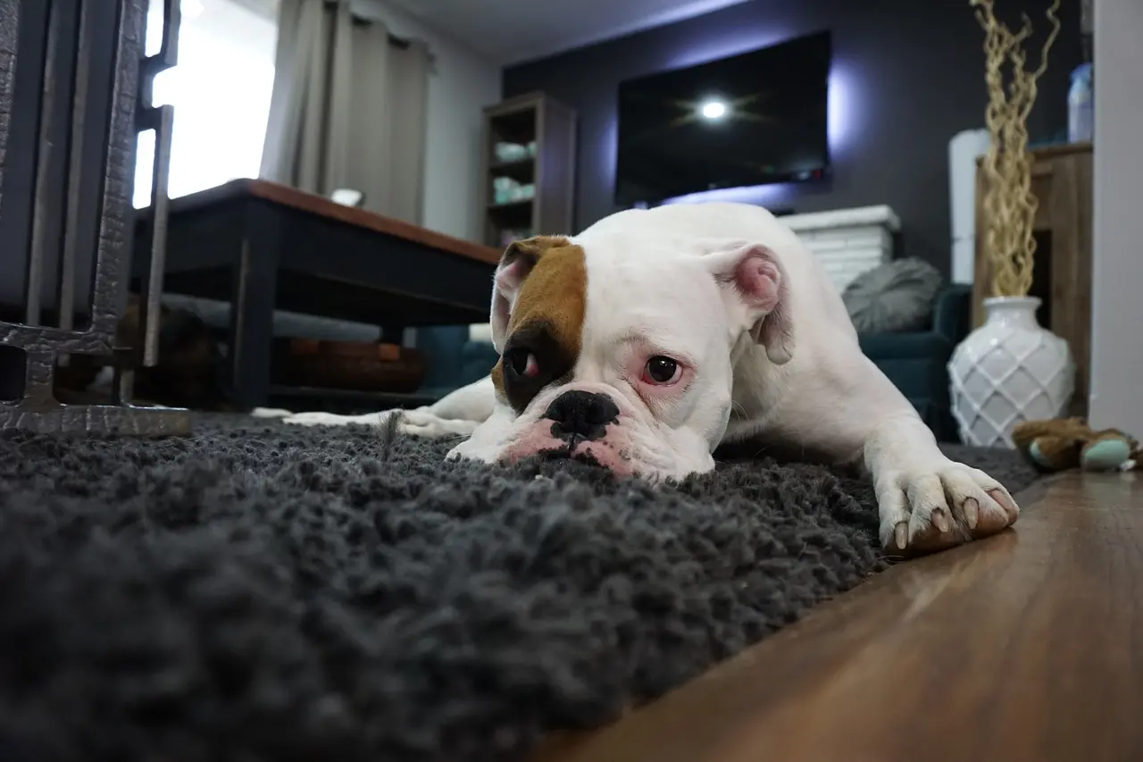 Urine de chien sur un tapis