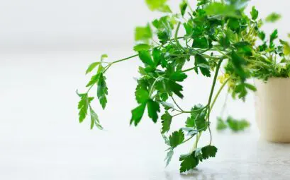 Des plantes dans la cuisine