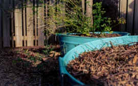 bacs de culture turquoise avec plantes indigènes et paillis dans un jardin durable