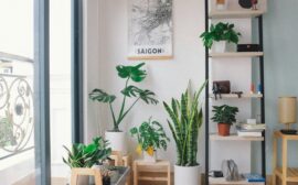 plantes vertes dans un salon moderne avec étagères et map de saigon