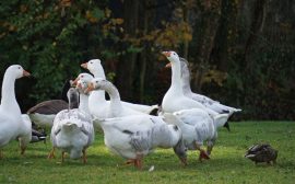 A group of ducks and geese foraging on a grassy field in fall at La Ferté-Milon, France.