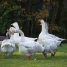 A group of ducks and geese foraging on a grassy field in fall at La Ferté-Milon, France.