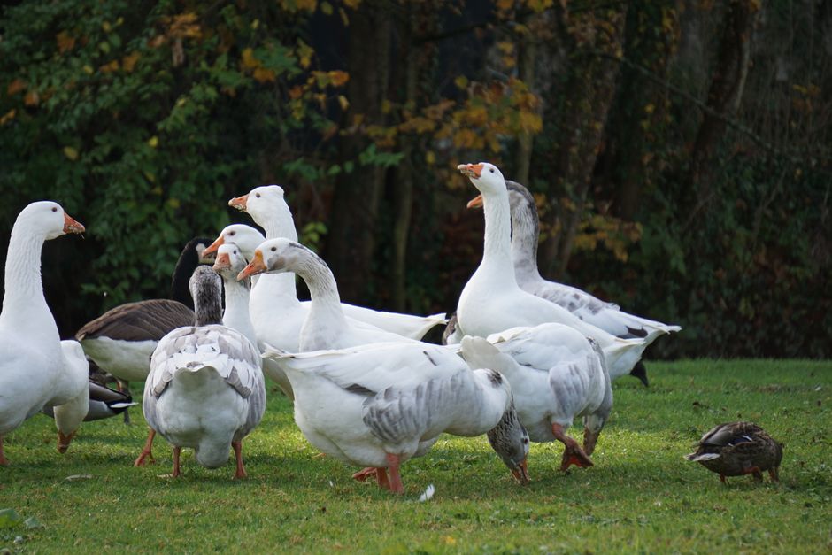A group of ducks and geese foraging on a grassy field in fall at La Ferté-Milon, France.