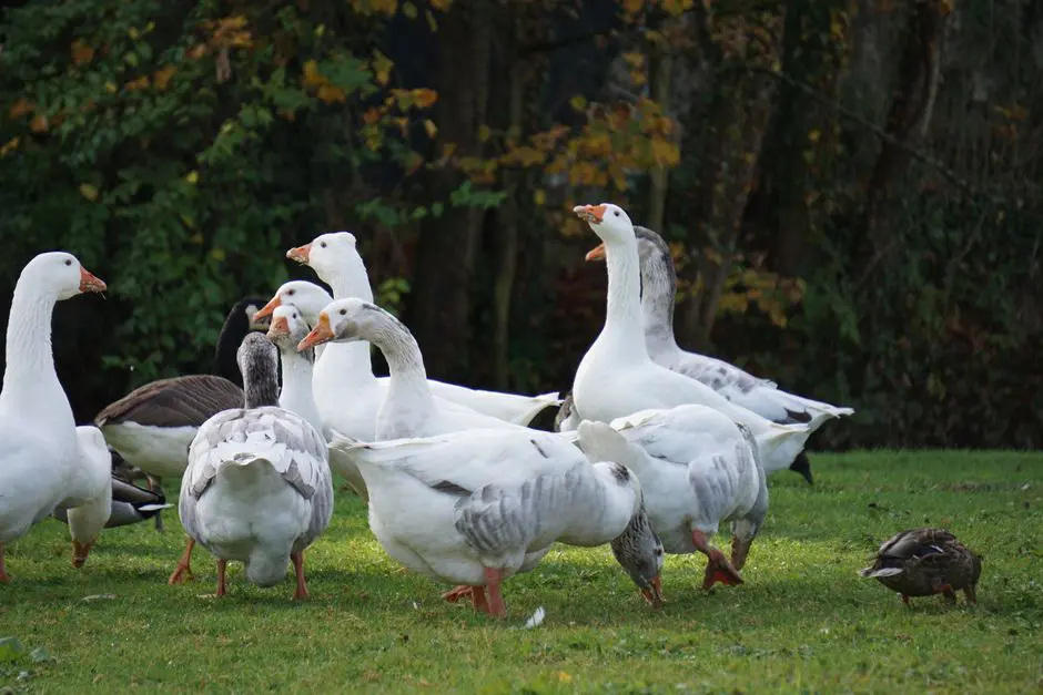 A group of ducks and geese foraging on a grassy field in fall at La Ferté-Milon, France.